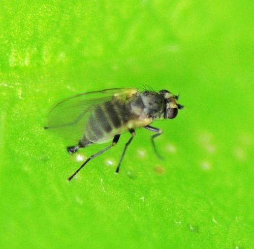 Phytomyza sp.